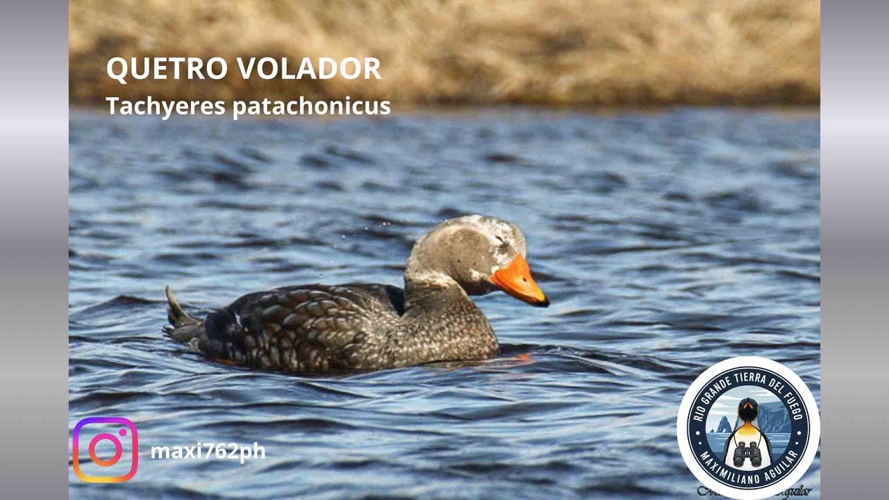 Quetro Volador, (Tachyeres patachonicus). Aves de Tierra del Fuego,.