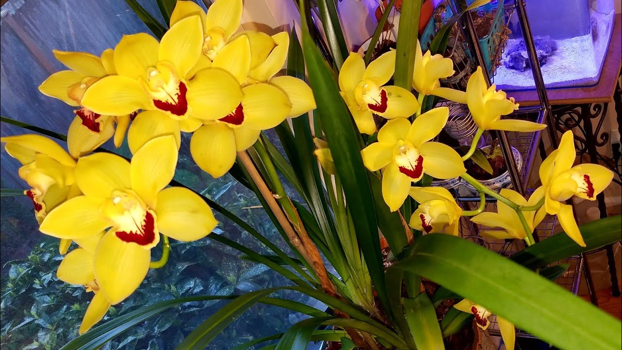 Orquídeas Cymbidiums ¿Como hago para que florezcan otra vez? ║Orquídeas en el mundo