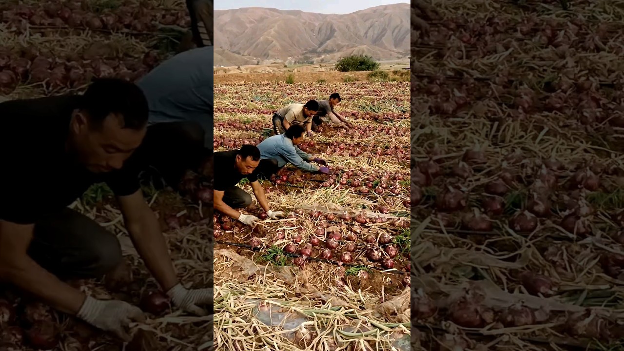 Onion Digging Competition #satisfying #agriculture