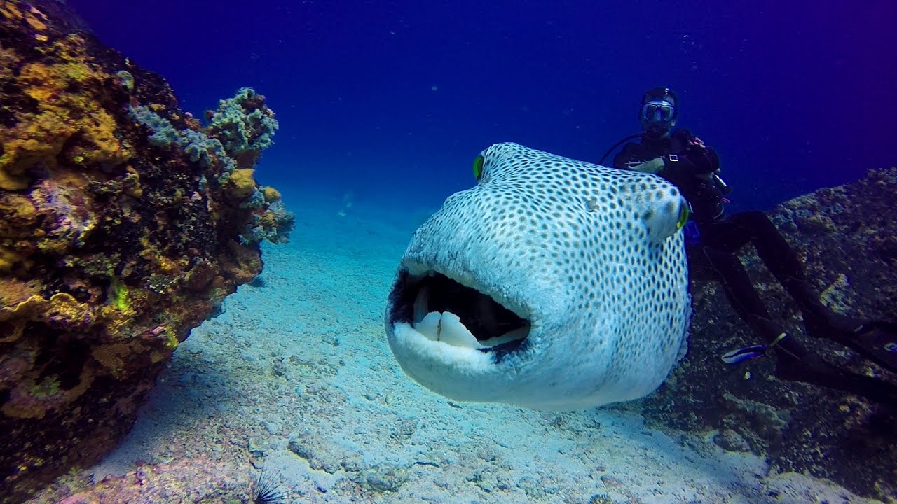 Seychelles Underwater / Diving