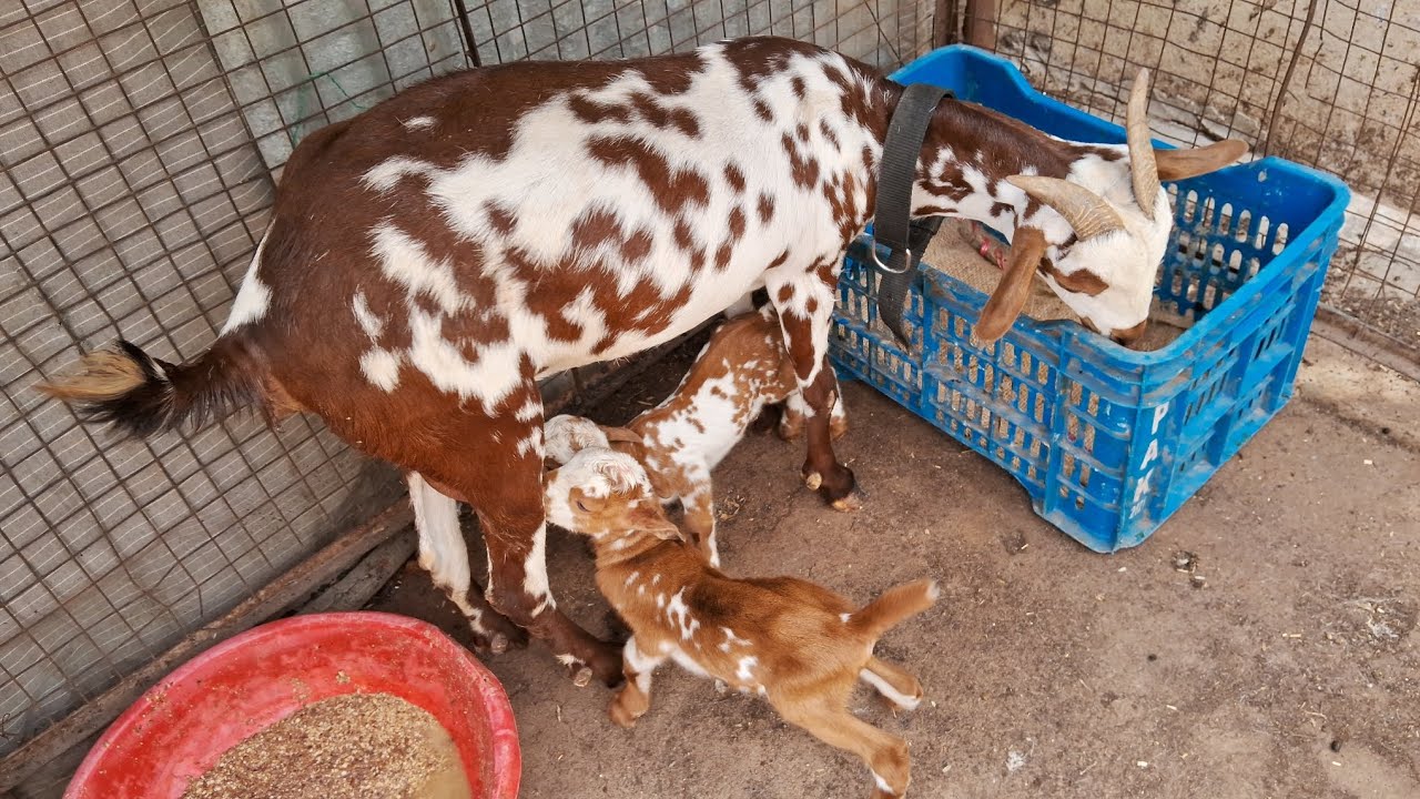barbari bakri ne baby's dediye