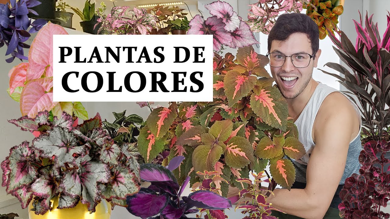 TOP 8 plantas coloridas para interior