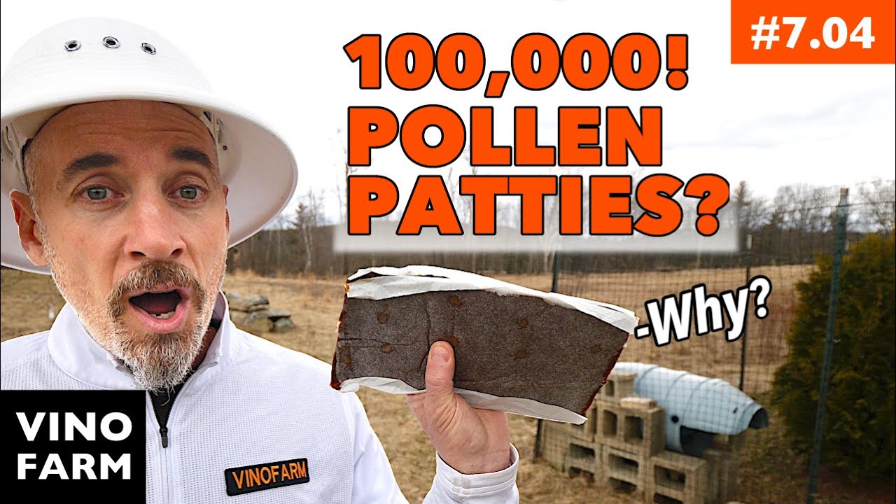 Feeding Bees Pollen Patties (But Are They Taking Them?)