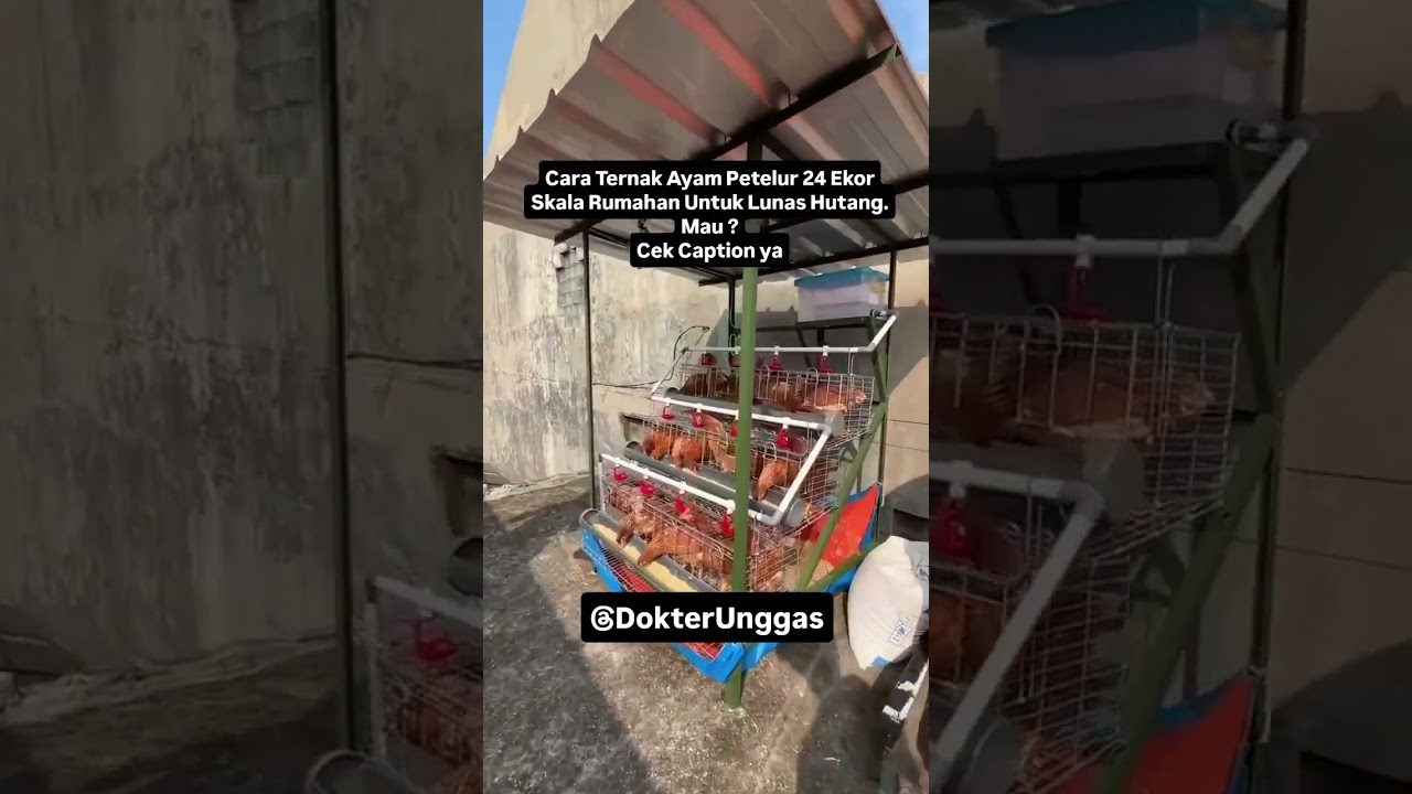 Cara Ternak Ayam Petelur 24 Ekor Skala Rumahan Untuk Lunas Hutang WA 085655281114