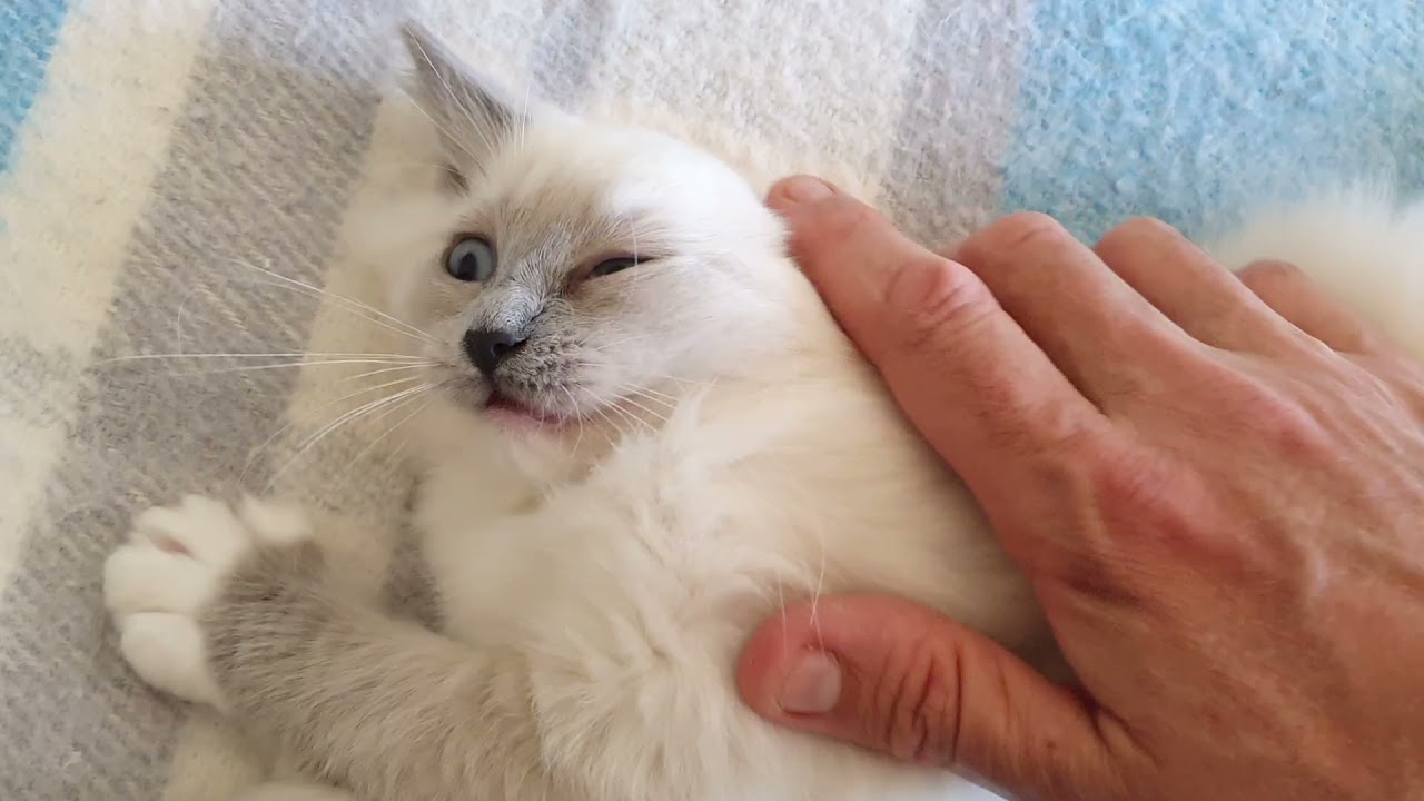 La belle évolution des chatons Ragdoll ce sont des merveilles.