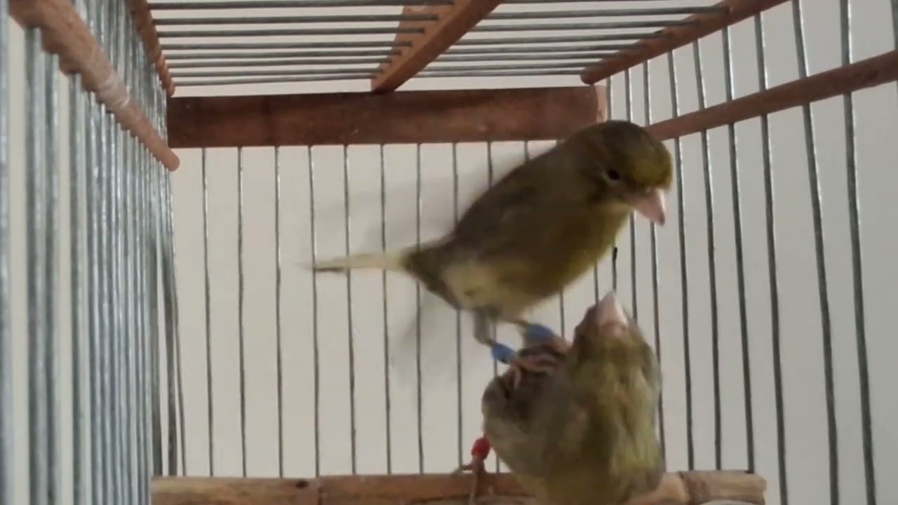 le meilleur chant canari pour exciter la femelle canari