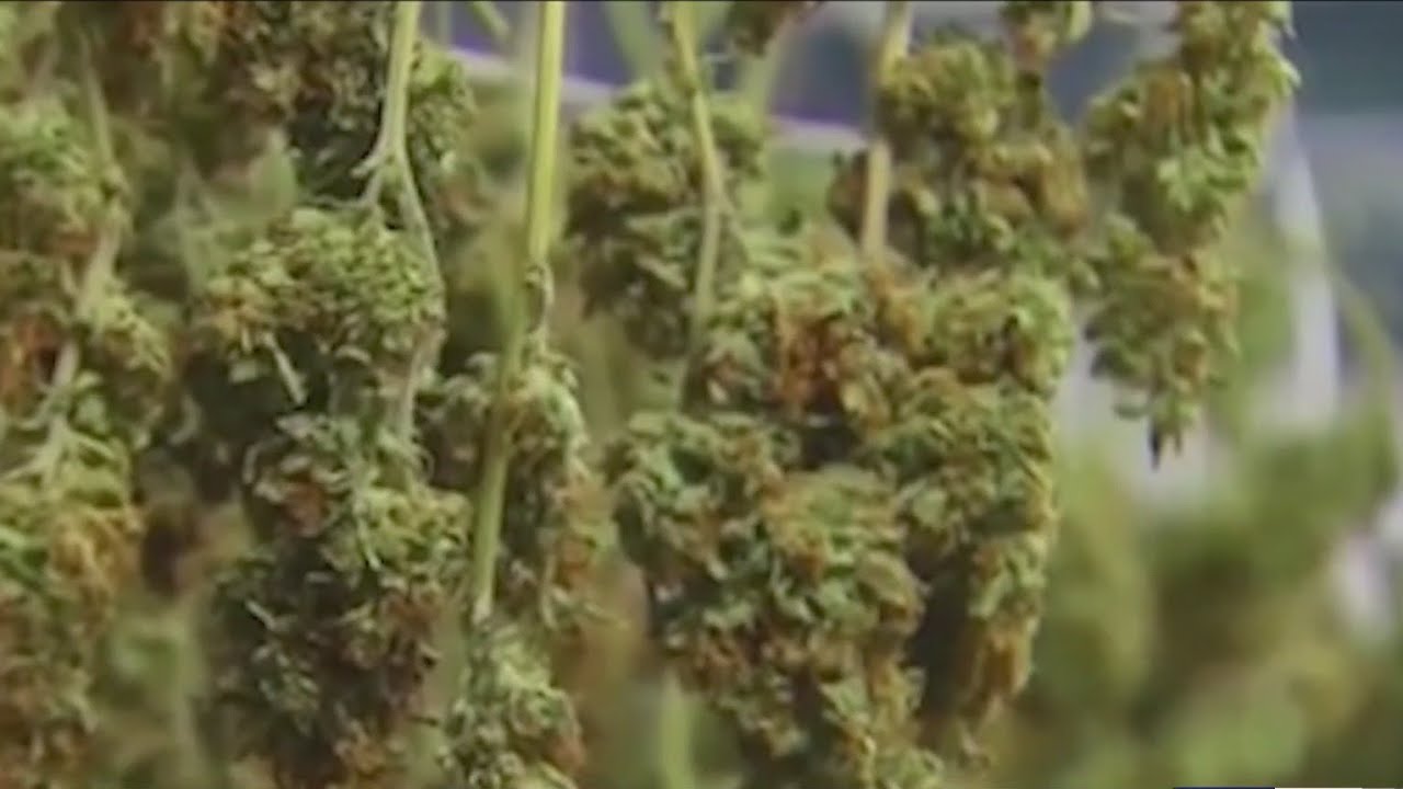 4/20 Cannabis Convention at Main Street Armory in Rochester