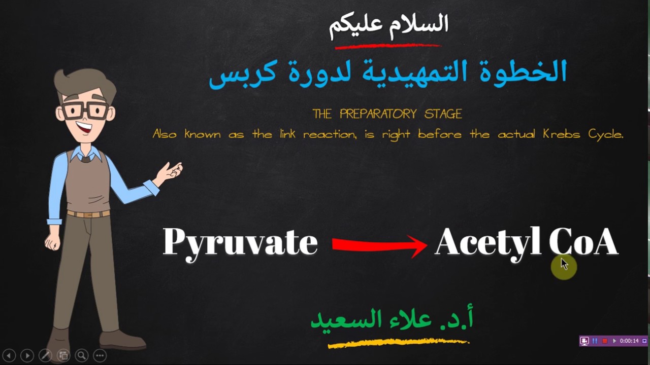 preparatory step of krebs cycle (الخطوة التمهيدية لدورة كربس)