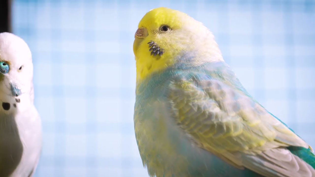 1 Hour of Budgies Calling | Budgies Happy Sound