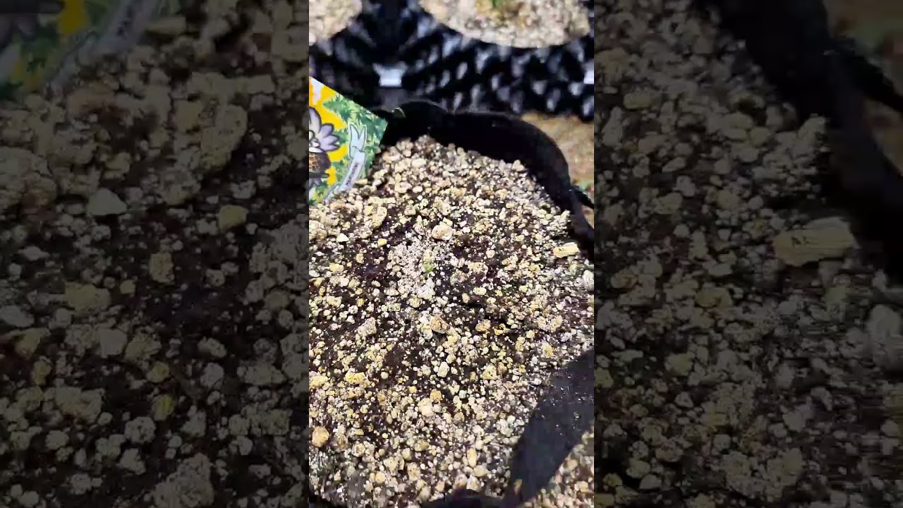 como germinar sementes de maconha