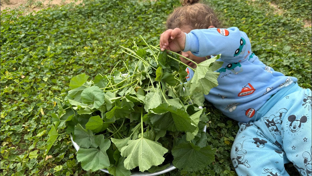 طبخ الخبيزة الفلسطينية بالمفتلة 🌿 أكلة الصمود 