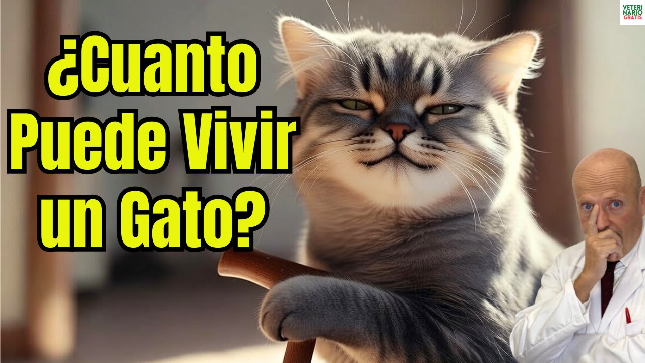 🐱⏳ ¿CUANTO PUEDE VIVIR UN GATO SI LO CUIDAS MUCHO?🐱⏳