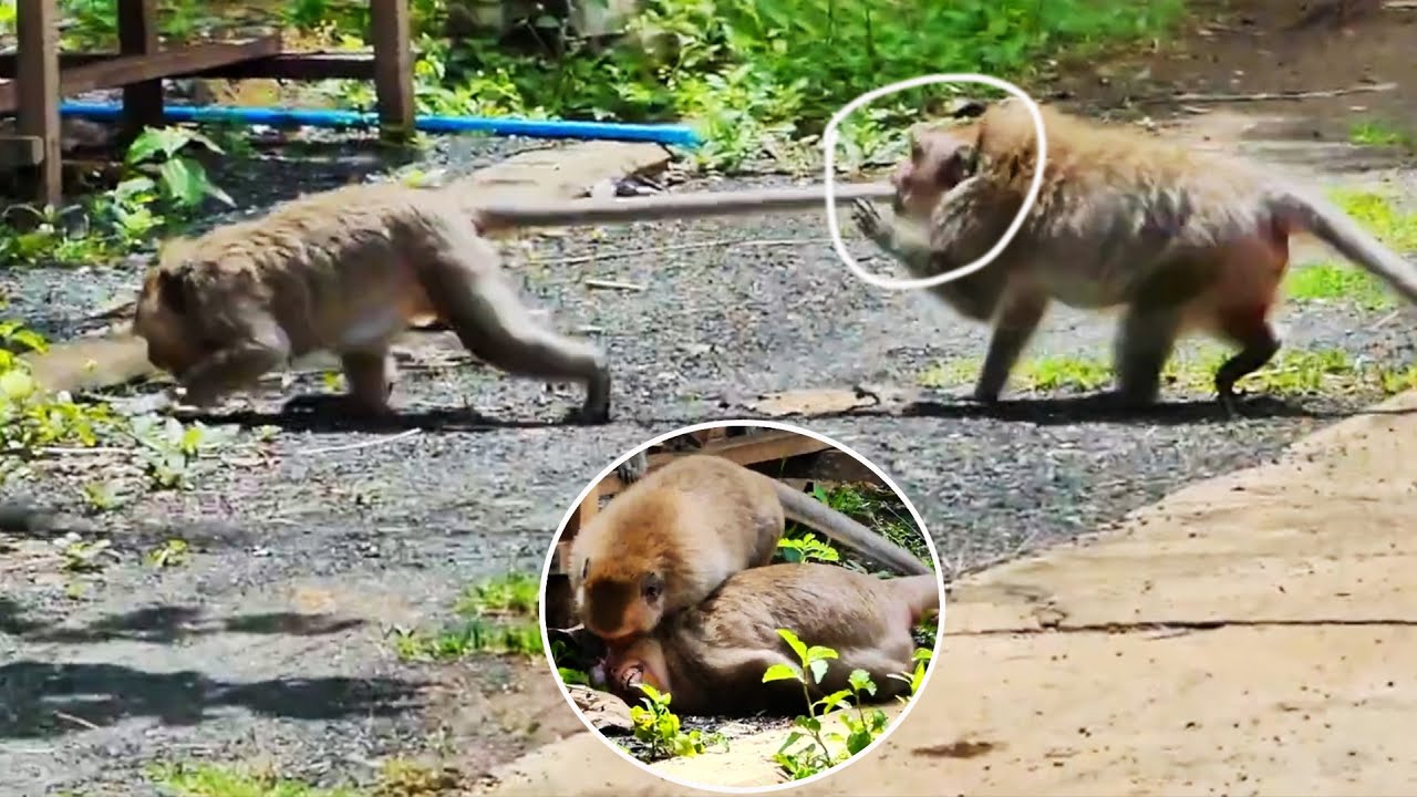 Oh, My God...! Monkey MALIKA and baby MoMo got b-a-d a-t-t-acking together by RANA, MANDA, and RANY