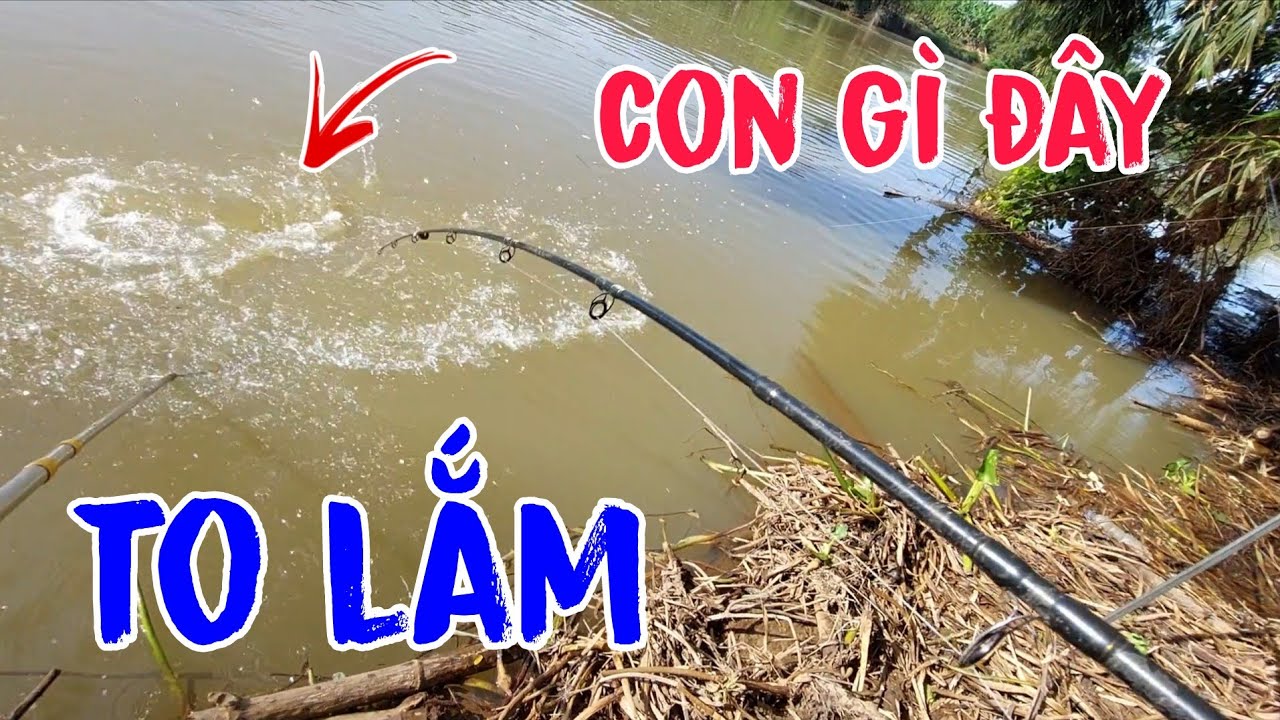 Câu Cá Sông Bé Lâu Lâu Tái Xuất Đụng Ổ Cá Tra Khủng Kéo Cần Lia Lịa Thấy Mê