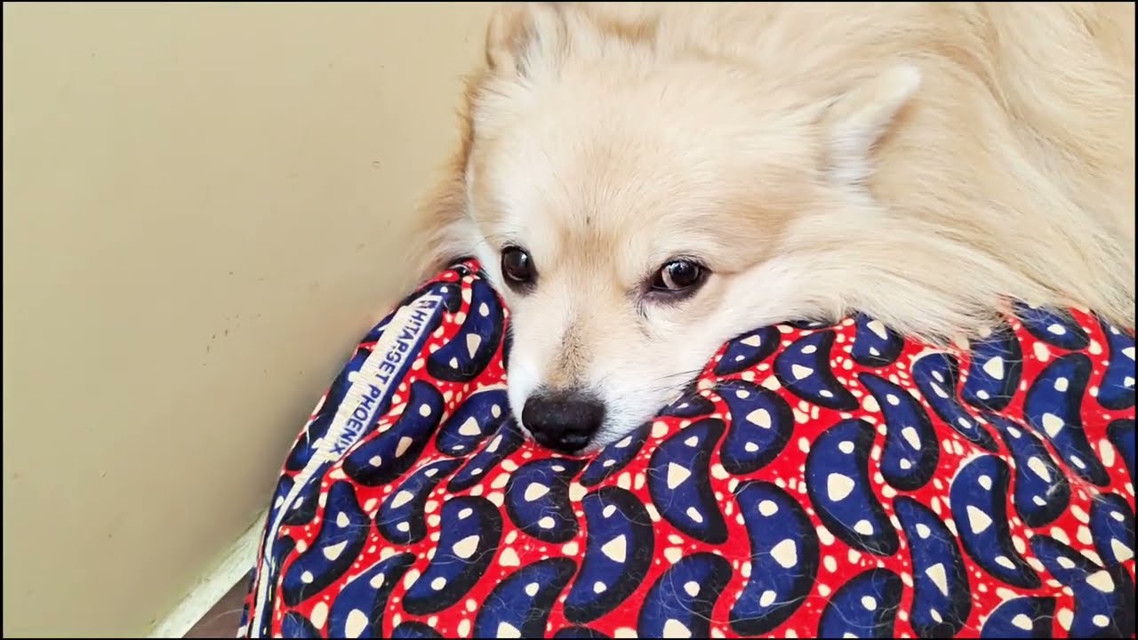 আমার মায়ের কোনো ভাগ হবে না🙄😡#viral #video #viralvideo #funny #dog 