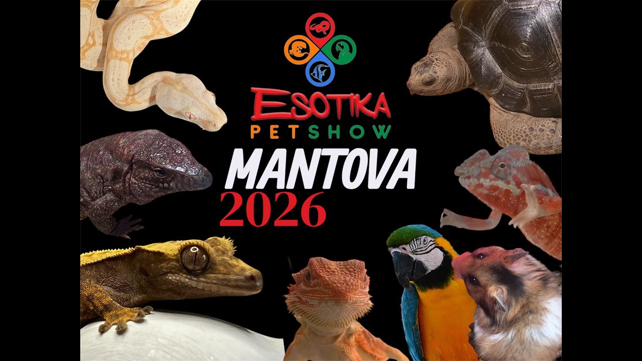 Vita Da Espositori Ep.1 / POV Esotika Pet Show Mantova 2026