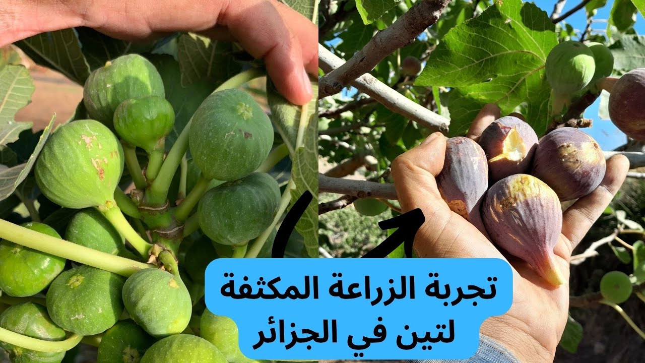 تجربة الزراعة المكثفة لأشجار التين في الجزائر .#قناة_الظهرة_الفلاحية