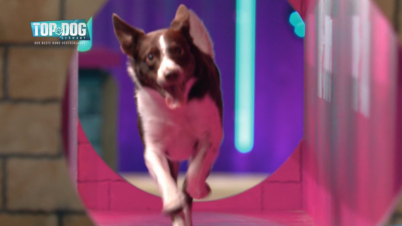 Horst-Kevin wird zur Horst-Rakete 🚀 | Top Dog Germany