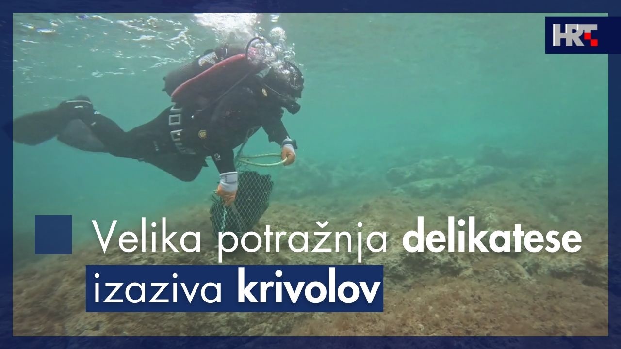 Velika potražnja delikatese izazvala krivolov