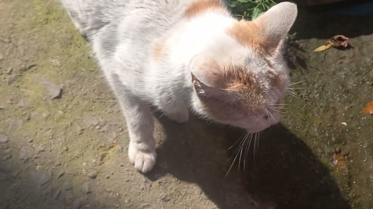 amader  barir cute cat er fish Khao......🐈🐈🐈🐈🐈