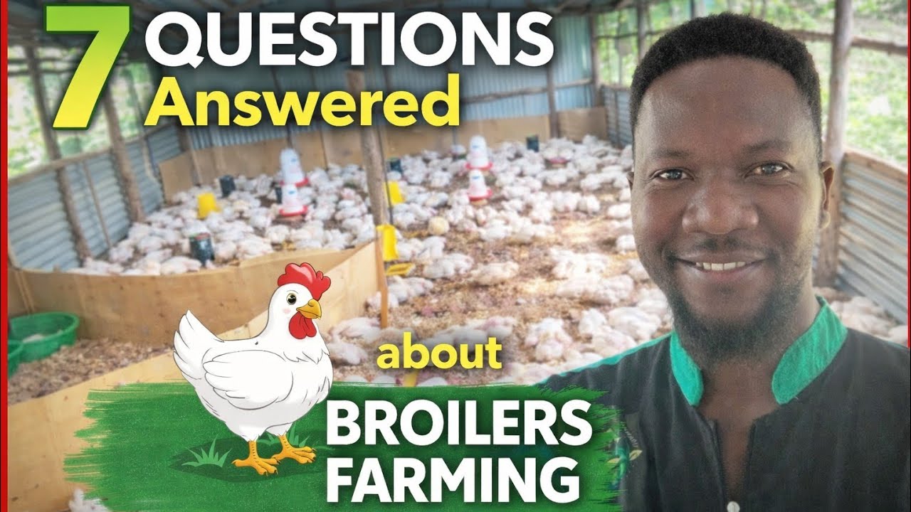 7 BROILER FARMING QUESTIONS EVERY FARMER MUST KNOW (Answered)