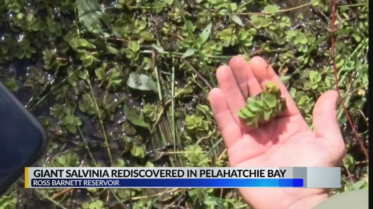 Giant Salvinia rediscovered