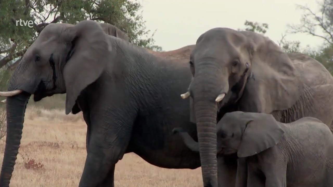 ANIMALES que HABLAN? | DOCUMENTAL de ANIMALES | Somos Documentales  #animales #documental