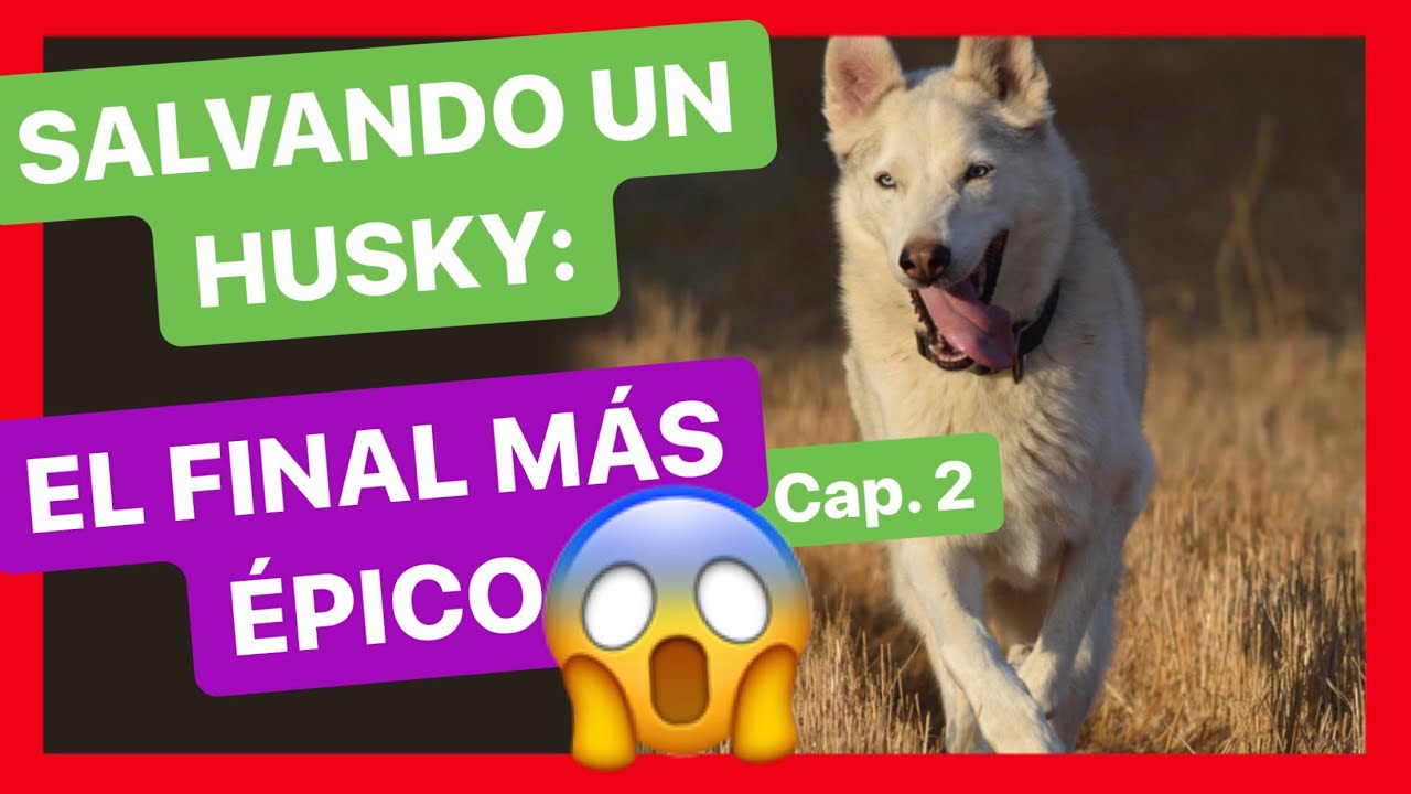 UN HUSKY FELIZ TRAS SUPERAR EL MIEDO A LAS PERSONAS ❤️🙌 ► Esta es la HISTORIA de PIER 🐺🐾 [Cap. 2]