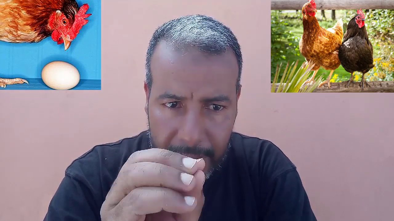إحذر .إحذر من الذين يقولون لك مشروع الدجاج البلدي فاشل!!!