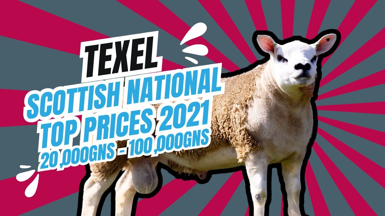 Scottish National Texel Sale 2021 Top Sellers 20,000gns to 100,000gns