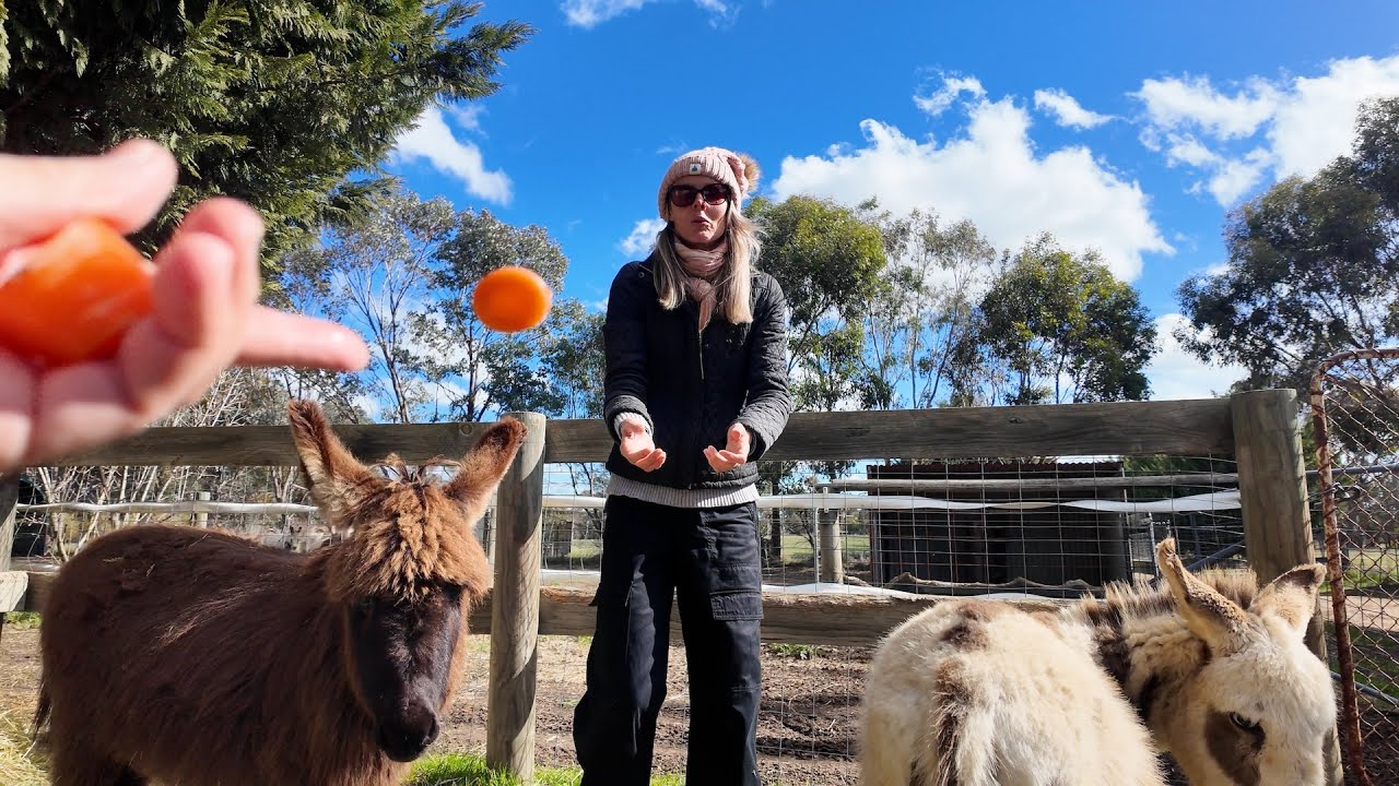 Joy Miniature Donkey Stud | Meet the cutest locals at this unique farm stay!