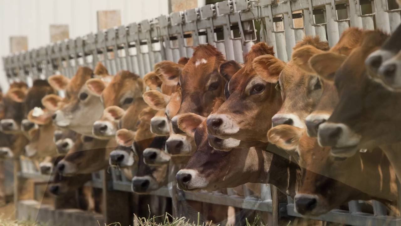 Mitigation Strategies for Greenhouse Gas Emissions from Animal Agriculture