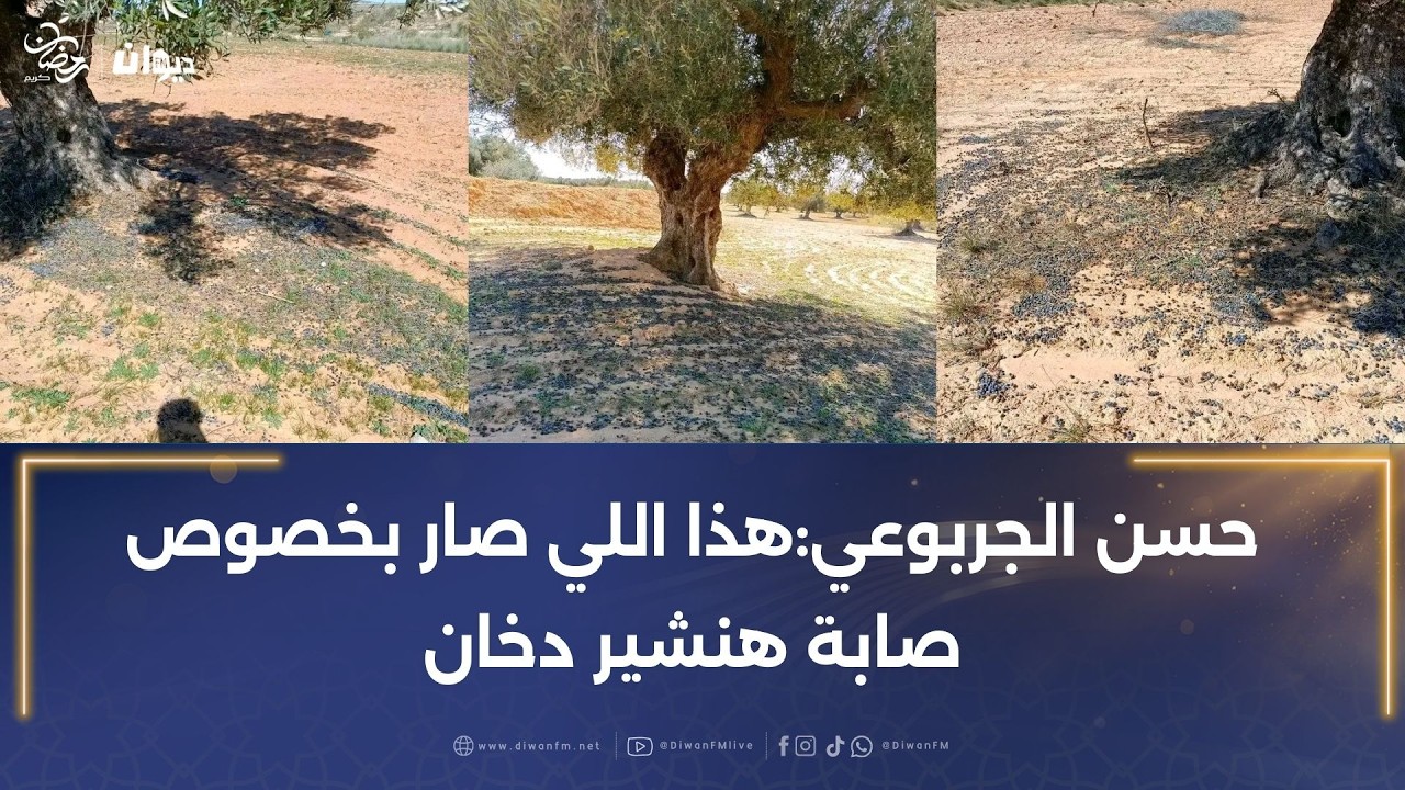 صور متداولة لصابة الزيتون التي لم يقع جمعها إلى حد اليوم :رئيس لجنة الفلاحة يكشف