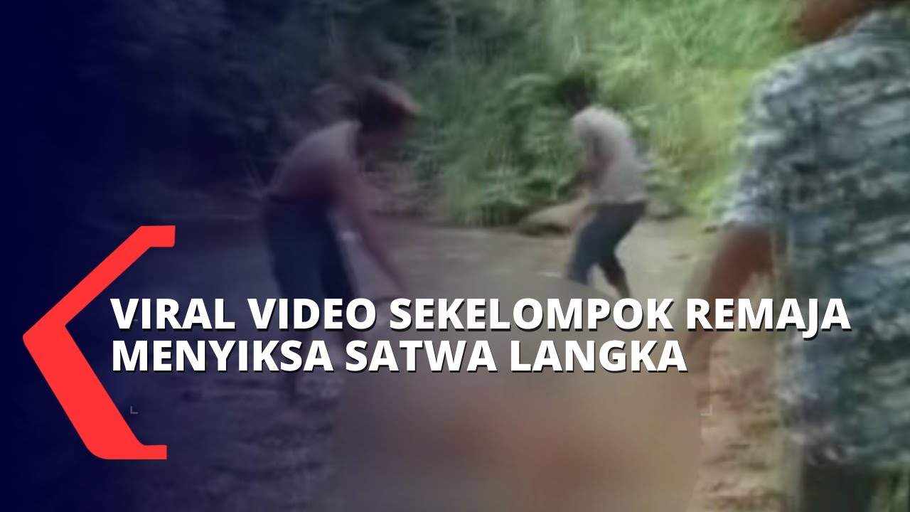 Polisi Tangkap Sekelompok Remaja Penyiksa Satwa Langka di Sumatera Barat