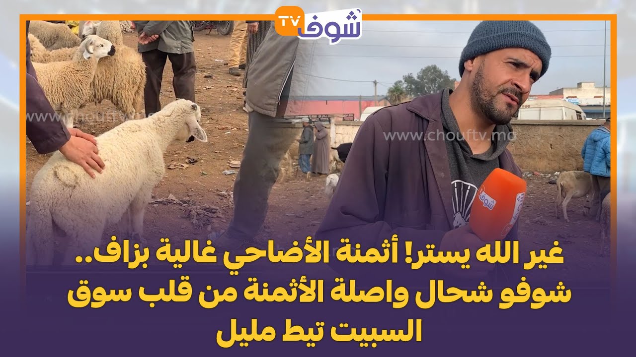 غير الله يستر! أثمنة الأضاحي غالية بزاف.. شوفو شحال واصلة الأثمنة من قلب سوق السبيت تيط مليل