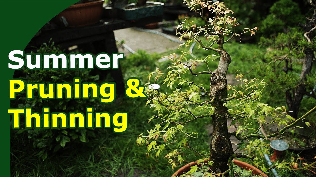 Japanese Maple Summer Pruning and Thinning