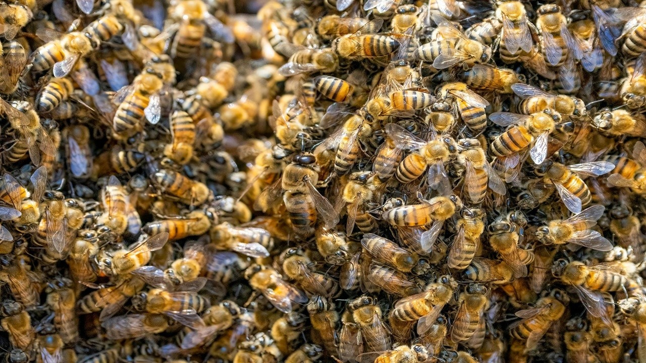 Bees Insect