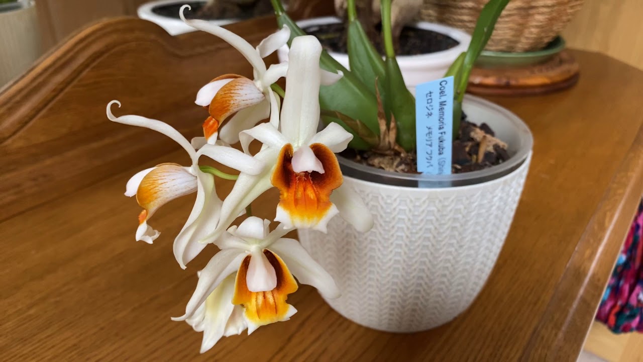 Coelogyne Memoria Fukuba