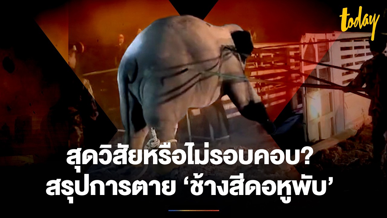 สุดวิสัยหรือไม่รอบคอบ? สรุปการตาย ‘ช้างสีดอหูพับ’ | TODAY