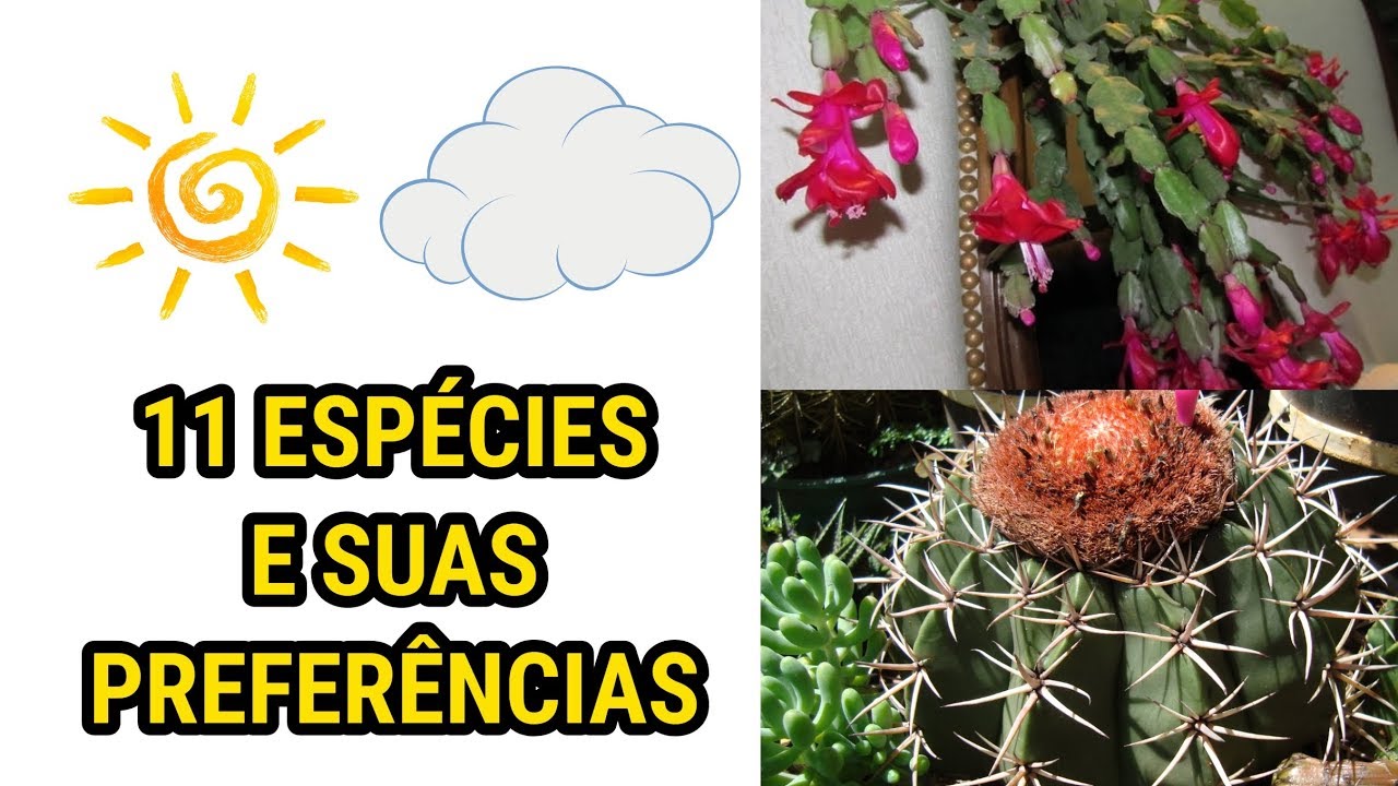 CACTOS - Sol ou Sombra?
