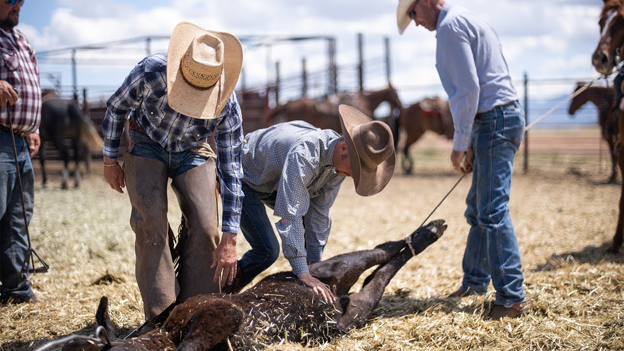Farm to Table: A look into Southern Arizona's cattle