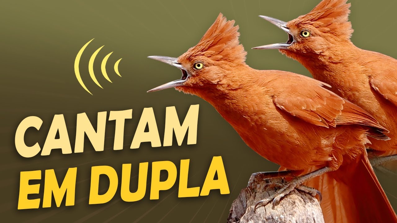 CANTOS EM DUETO das Aves do Brasil – Seriemas, Saracuras e outras surpresas!