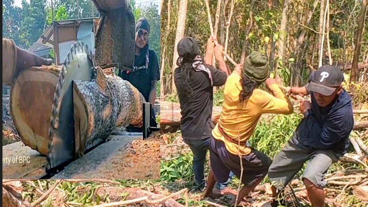 BERESIKO..‼️ Gergaji kayu jati & mahoni - mesin serkel rakitan