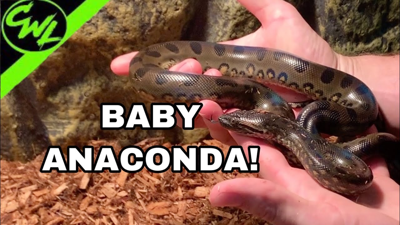 MY NEW ANACONDAS!!!