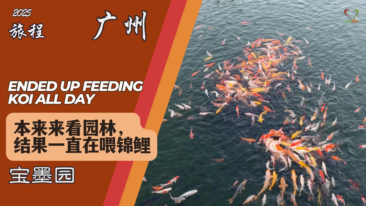 Day 5 宝墨园 | 本来来看园林，结果一直在喂锦鲤 ｜We Ended Up Feeding Koi All Day  | 广州 GuangZhou  |#Shinykoh | 2026_02
