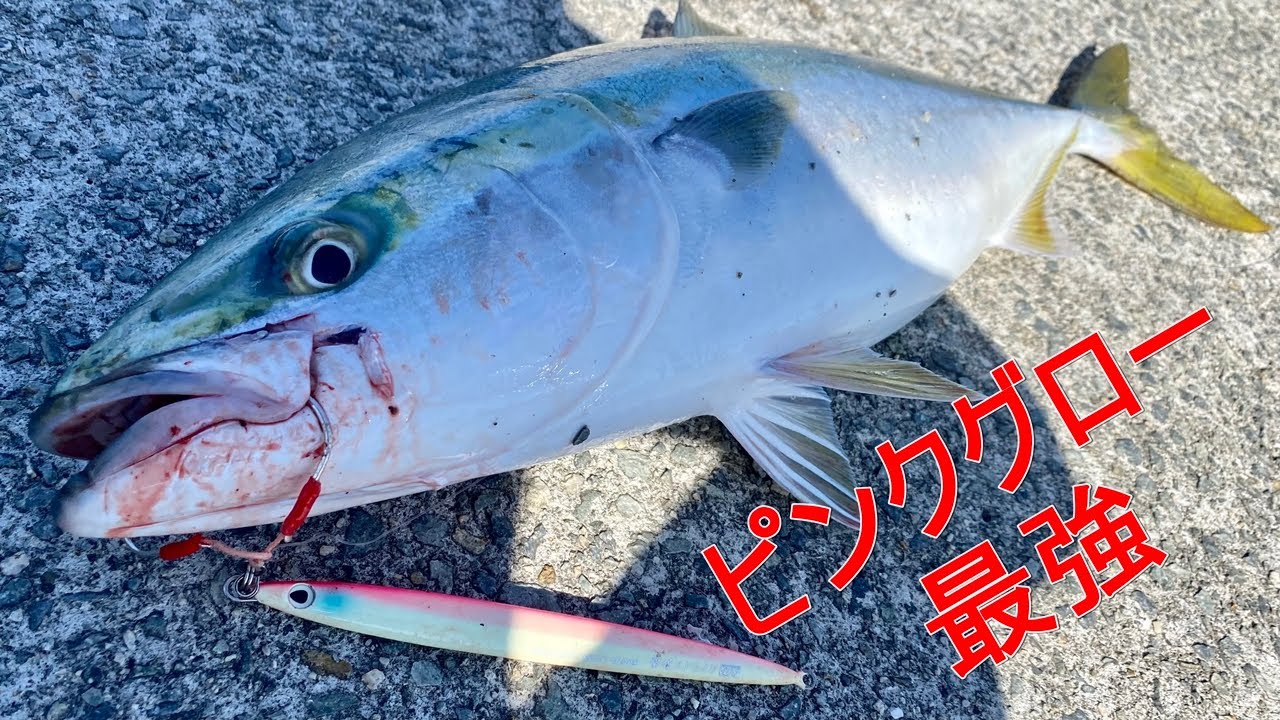 【淡路島・翼港】撃投ジグストライクのピンクグローで良型青物を捕獲!