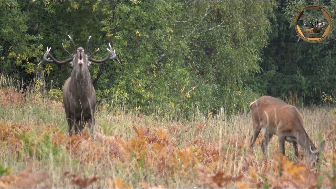 The mating season of carpathians stags / Boncănitul cerbilor carpatini 2025 / part I