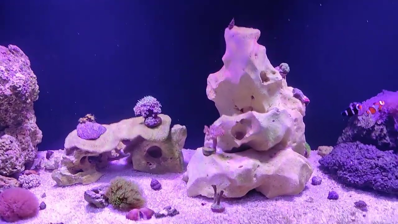 Ep 45 Sistema de ilumina&ccedil;&atilde;o do aqu&aacute;rio 2 wattshine 200l marinho