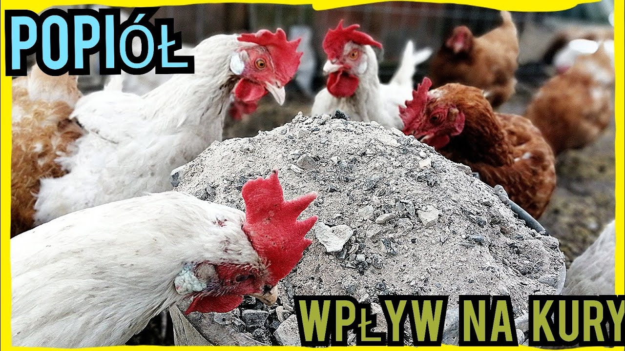 Popiół a kury - wpływ i właściwości.