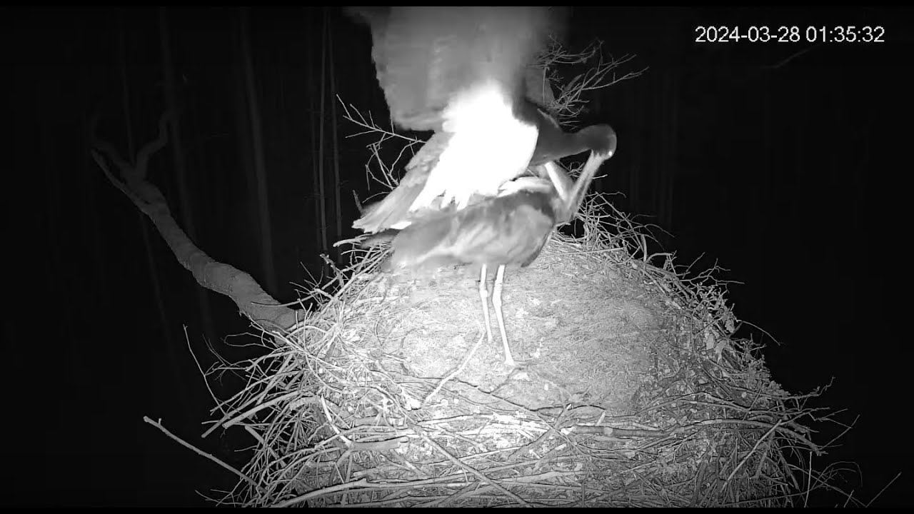 28.03.2024 Mating at night | Black Stork Online, Lodz